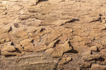 Wood texture. texture of wood background.
