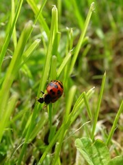 ladybug on grass