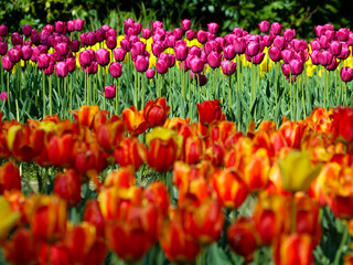 Obraz premium Blooming tulips in a park, spring at last.