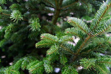 Close-up photo of the green needles on the branches of a coniferous tree under bright sunlight