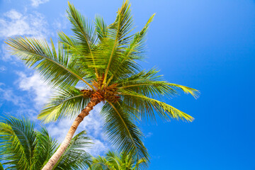 Coconut palm with fruits is under bright blue sky
