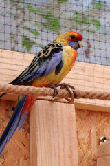 Parrots with colorful feathers sits on rope in the aviary