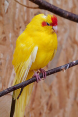 Beautiful parrot with yellow feathers sits on branch with half closed eyes