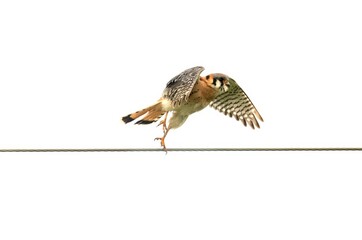 Beautiful male American kestrel high key taking off from a wire