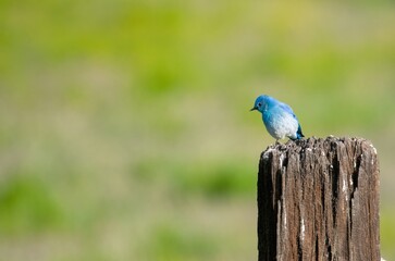 Beautiful mountain blue bird on a branch with bright green and out of focus grass in the background