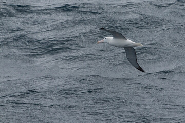 Royal Albatross (Diomedea epomophora)