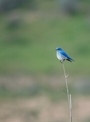 Mountain bluebird perched on a slender twig with green out of focus background