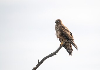 A northern harrier, marsh hawk perched on a lone leafless branch with plenty of negative space in front of it at San Jacinto Wildlife area, Riverside, California. 