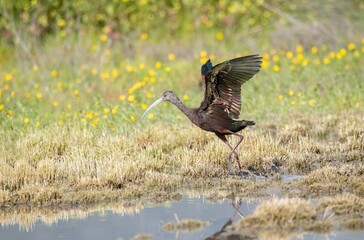 White faced ibis taking off showing amazing colors of wings amidst yellow flowers in early spring