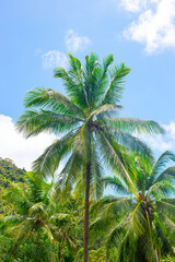 Fototapeta premium A vertical tropical landscape. Tall palm trees in the jungle against the sky