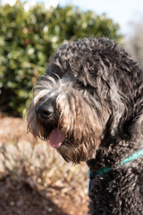 Close up of a black, white, and brown mixed breed dog's face.