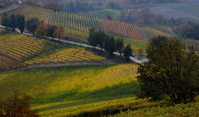 Very colourful grapevines and hills in October, foliage in vineyards, Langhe, Piedmont, Italy