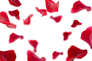 Festive background with copy space in the center. Red rose petals on white background.