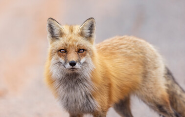 Red fox, Eastern Canada. 
