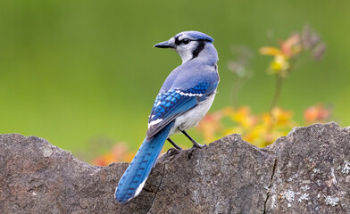 Blue Jay 