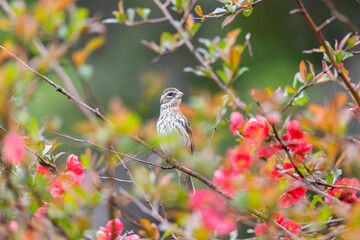 Female rose-breasted grosbeak 