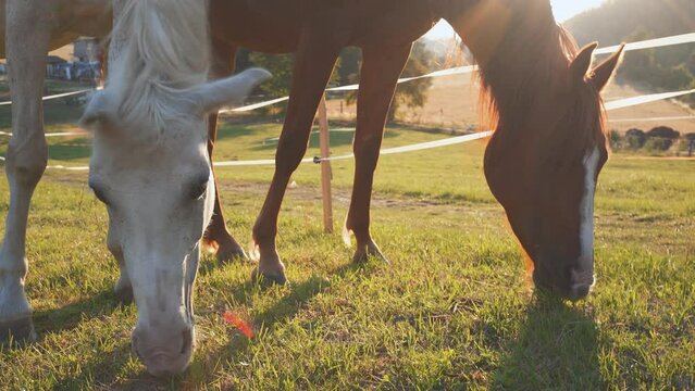 Dark brown and white Arabian horses grazing on afternoon sun lit green field, closeup detail to heads near ground only