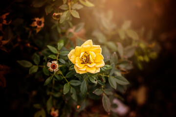 My Mother's Flower Garden