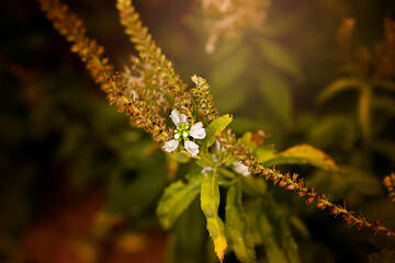 My Mother's Flower Garden