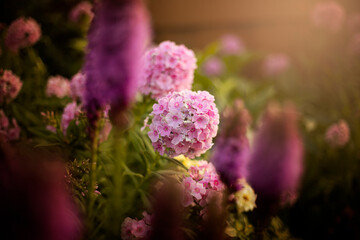 My Mother's Flower Garden