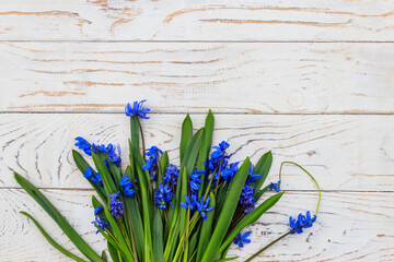 Blue scilla flowers on white wooden background