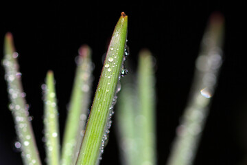 water drops on a garlic grass