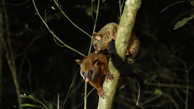 a night shot of an adult and young coppery brushtail possum climbing on tree trunk at a rainforest in north qld, australia
