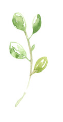 Watercolor spring floral leaf, twig, branch, stick, floral illustration, flower clipart. . Create Floral frame, wreath, chaplet, wedding invitation, stationery, save the date, print,poster, pattern