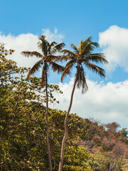 Fototapeta na wymiar Two tree palms together in the coast beach from puerto rico 