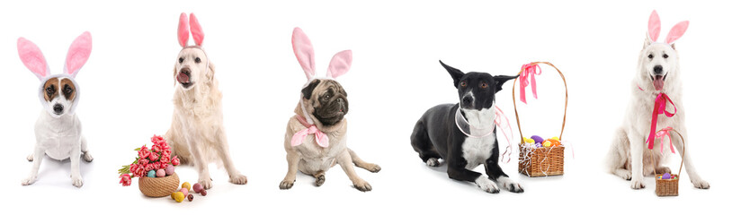 Set of adorable dogs with Easter eggs, flowers and bunny ears on white background