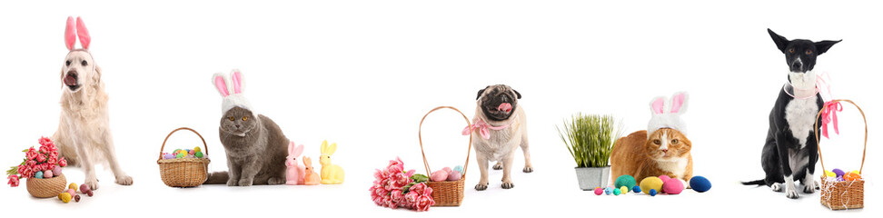 Collage of cute dogs and cats with Easter eggs and tulips on white background