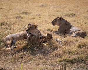 lioness and cubs