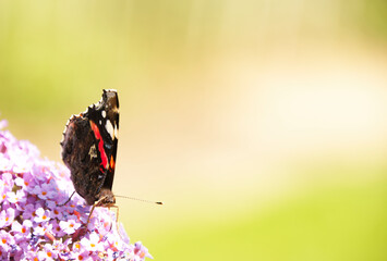 Red Admiral as a British Butterfly on pink flowers in green blurry background, wildlife British summer