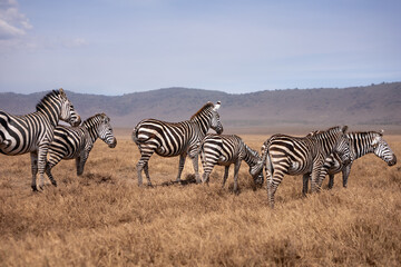 Fototapeta na wymiar zebras in Ngorongoro