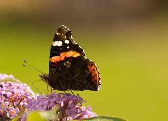 Red Admiral as British Butterfly on pink flowers in green blurry background in the garden during British summer season