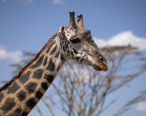 portrait of a giraffe