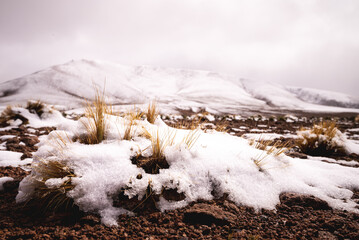 pastos andinos nevados en argentina Catamarca