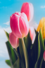 Naklejka premium Beautiful bunch of different colors tulips on blue sky background, spring holiday concept, copy space