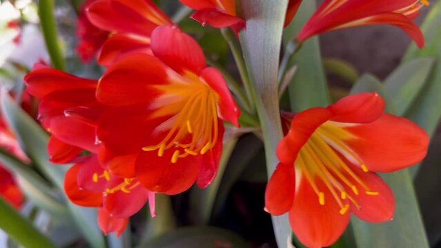 Clivia Miniata flowers