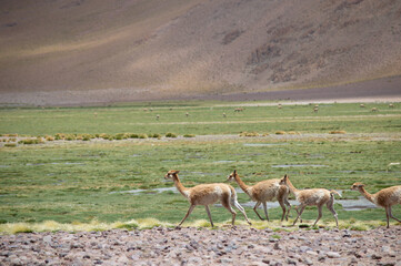 vicuñas andinas en catamarca Argentina