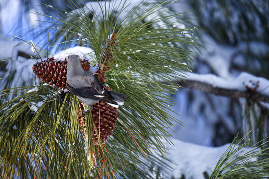 Clark's nutcracker pecking at a cone on a pine branch 