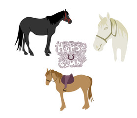 Set of different horses in horses club. Vector. 