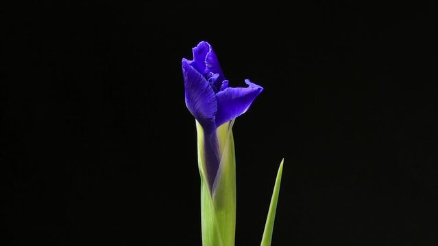 Time-lapse of growing blue iris flower. macro, easter, spring, valentine's day, holidays concept