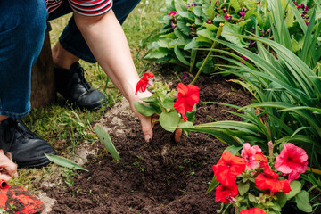 Fototapeta na wymiar Caucasian woman gardener planting flowers in the ground