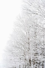 雪が積もる冬枯れの木々と冬空　雪景色素材