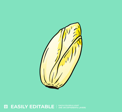 Endive Jaune Illustration Vecteur