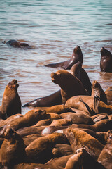 sea lions on the rocks