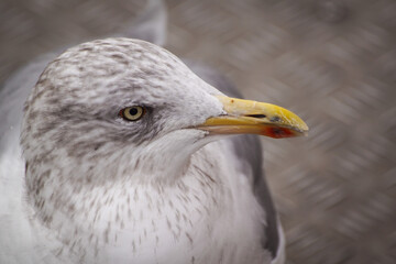close up of a seagull