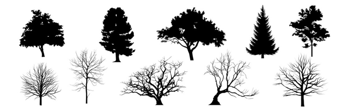 Tree silhouette. Tree vector.