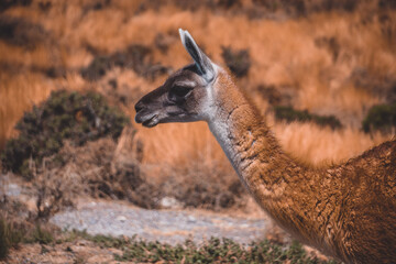 guanaco  © Rafael